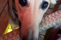 IMG-20180722-WA0001 Silken Windsprite Welpen