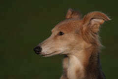 DSC02491 Silken Windsprite Welpen