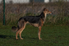 DSC02503 Silken Windsprite Welpen