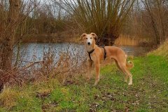 2 Silken Windsprite Welpen