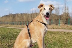 1 Silken Windsprite Welpen