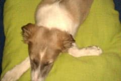 10334297_10202681408489285_1049610446447821552_n Silken Windsprite Welpen