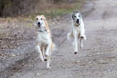 20-_T6A0667-DxO_DeepPRIMEXD2s Silken Windsprite Welpen