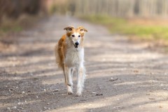 3-_T6A0166-DxO_DeepPRIMEXD2s Silken Windsprite Welpen