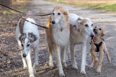 31-_T6A1240-DxO_DeepPRIMEXD2s Silken Windsprite Welpen