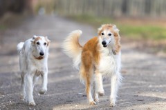 4-_T6A0177-DxO_DeepPRIMEXD2s Silken Windsprite Welpen