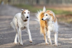 5-_T6A0184-DxO_DeepPRIMEXD2s Silken Windsprite Welpen