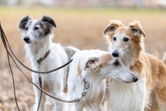 7-_T6A0270-DxO_DeepPRIMEXD2s Silken Windsprite Welpen