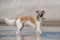 Frodo-Merlin-26 Silken Windsprite Welpen