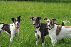 P7270076 Silken Windsprite Welpen