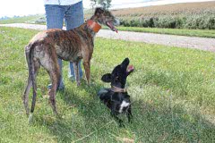 2 Silken Windsprite Welpen