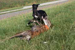 3 Silken Windsprite Welpen