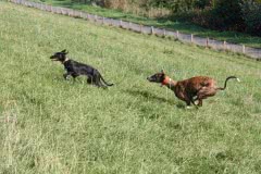 5 Silken Windsprite Welpen