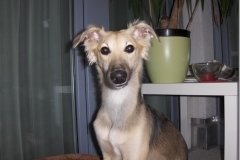 1 Silken Windsprite Welpen