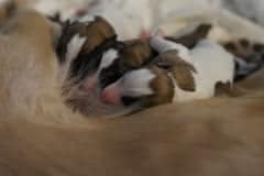 DSC07462 Silken Windsprite Welpen