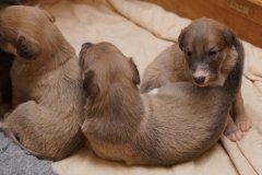 DSC01274 Silken Windsprite Welpen