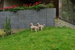 011 Silken Windsprite Welpen