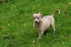026 Silken Windsprite Welpen