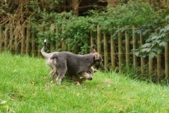 035 Silken Windsprite Welpen