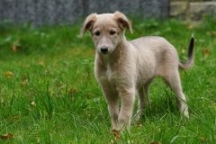 040 Silken Windsprite Welpen