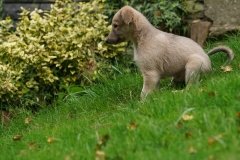 044 Silken Windsprite Welpen