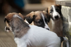 DSC02802 Silken Windsprite Welpen