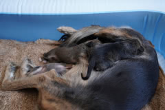 DSC00209 Silken Windsprite Welpen