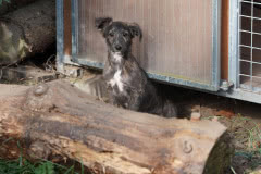 DSC02141 Silken Windsprite Welpen