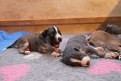 DSC03037 Silken Windsprite Welpen