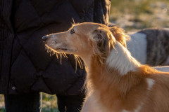 IMG_5042-Portrait Silken Windsprite Welpen
