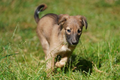 DSC08695 Silken Windsprite Welpen