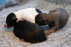 DSC09479 Silken Windsprite Welpen