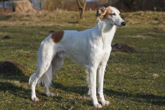 DSC07564 Silken Windsprite Welpen