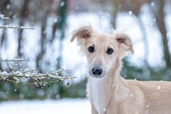 WhatsApp-Image-2026-01-03-at-08.26.42-2 Silken Windsprite Welpen