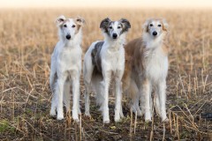 36-_T6A1485-DxO_DeepPRIMEXD2s Silken Windsprite Welpen