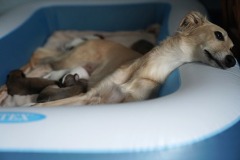 DSC07836 Silken Windsprite Welpen