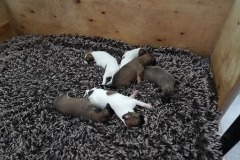 DSC07867 Silken Windsprite Welpen