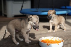 DSC08181 Silken Windsprite Welpen