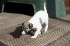 DSC08184 Silken Windsprite Welpen