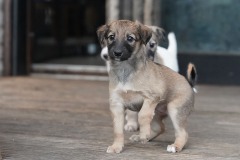 DSC08216 Silken Windsprite Welpen