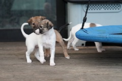 DSC08217 Silken Windsprite Welpen