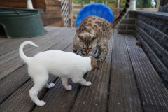 DSC08231 Silken Windsprite Welpen