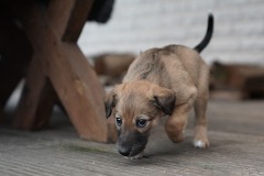 DSC08247 Silken Windsprite Welpen