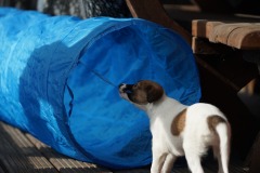 DSC08285 Silken Windsprite Welpen