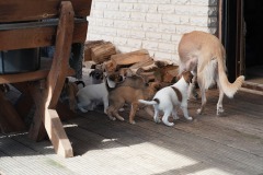 DSC08308 Silken Windsprite Welpen