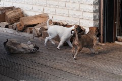 DSC08310 Silken Windsprite Welpen