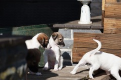 DSC08336 Silken Windsprite Welpen