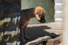 DSC08337 Silken Windsprite Welpen