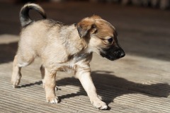 DSC08344 Silken Windsprite Welpen