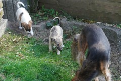 DSC08351 Silken Windsprite Welpen